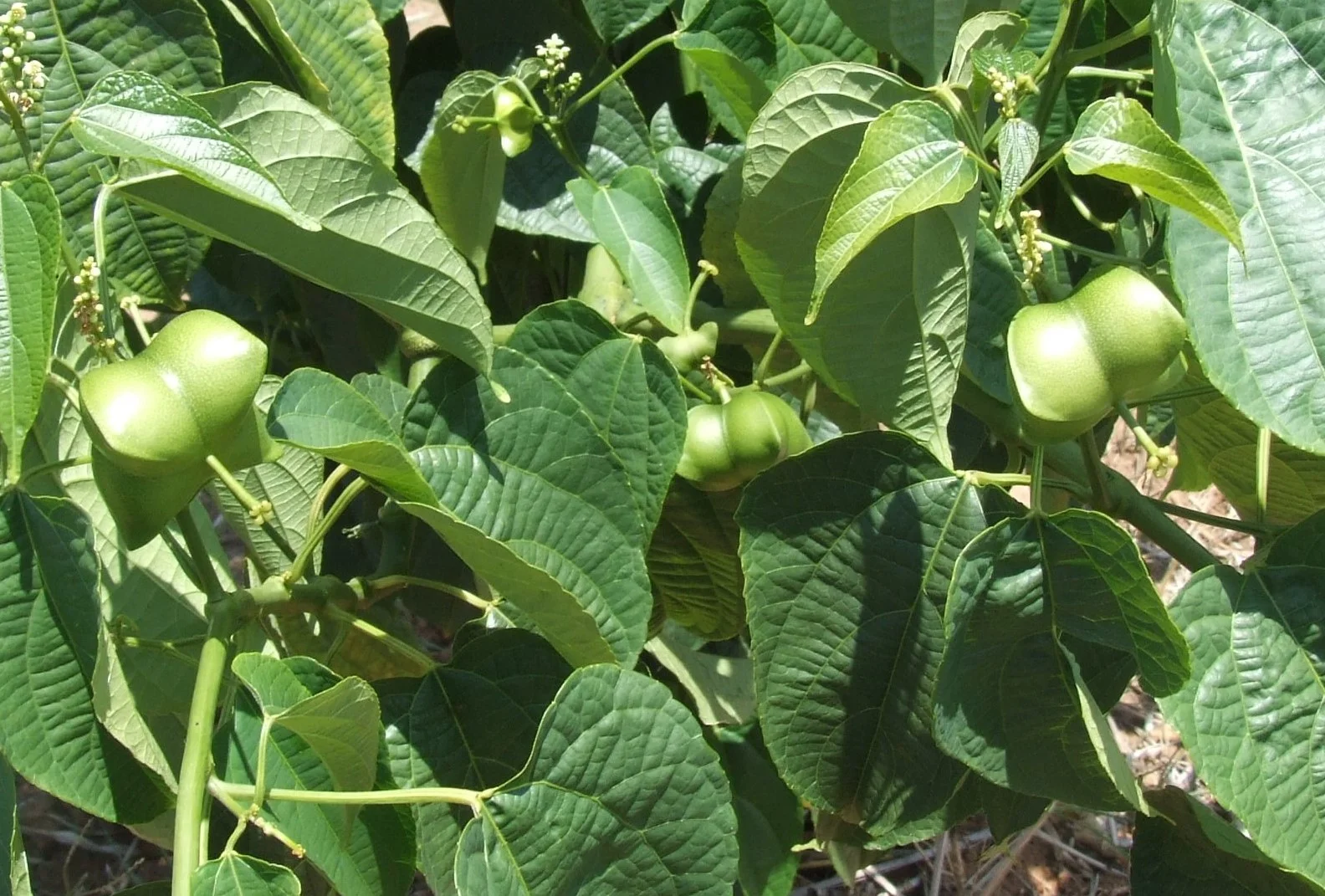 Sacha Inchi plants in the Amazon