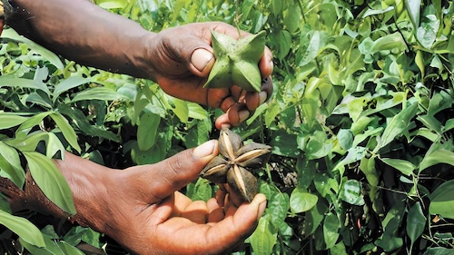 Man Harvesting Sacha Inchi